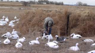 preview picture of video 'Yoder Snow Goose Hunt decoy spread'