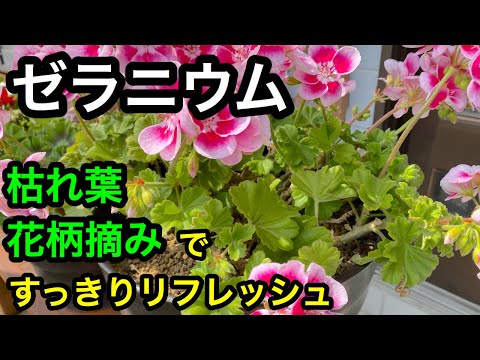 ゼラニウムに最も効果的な天然肥料は何ですか?  庭園