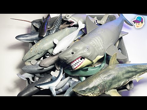 Sea Animals Collection - Shark Dolphin Whale Narwhal Beluga Shark Ray Polar Bear Sawfish Lemon Shark
