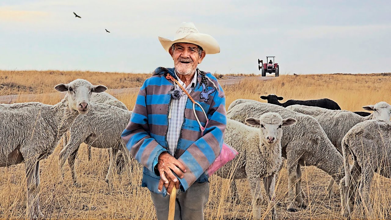 THE SHEEP ARE GIVING ME LIFE