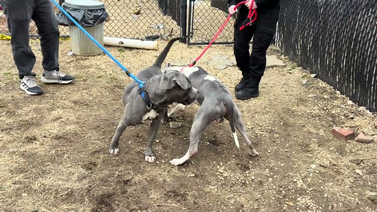Enlarge Beauty, a Adoptable Mixed Breed in Philadelphia, PA video 6/6