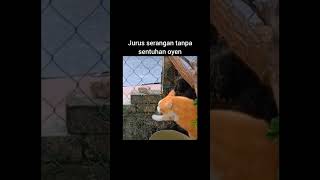 Download lagu jurus tanpa sentuhan kucing oyen | cute cat video #SHORTS mp3