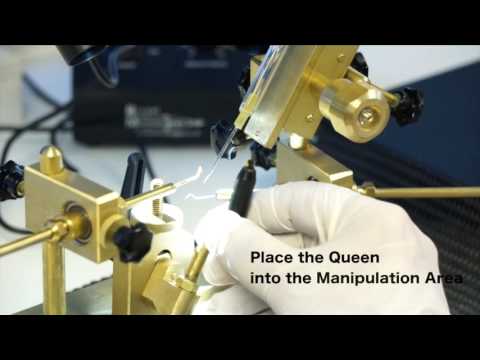 Queen Bee Insemination