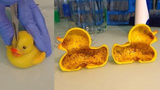 See the Gross Bacteria Lurking in Your Rubber Ducky