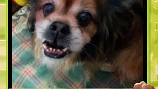 junior El Amor de mi Vida