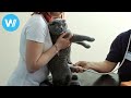 Pregnant Cat Goes To The Vet All Cats Are Grey In The Dark Documentary 2019
