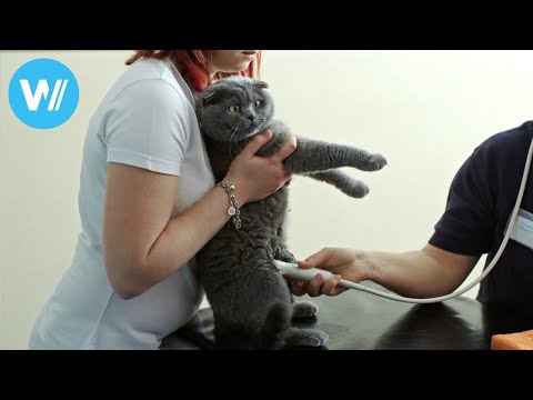 Pregnant cat goes to the vet - 