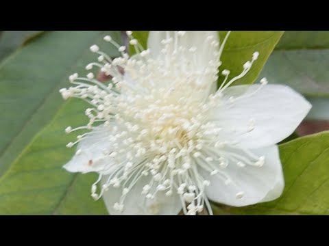 Beautiful Flowers || In Different colors and Kinds 😍