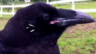 This wild raven gets plucked and a new best friend