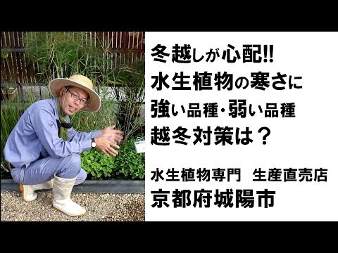 パピルスは寒い地域では保護される必要がある