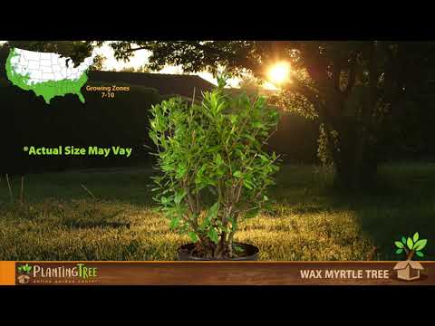 Wax Myrtle | Wax Myrtle for Sale | PlantingTree™