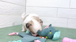 ハーフ犬の動画01