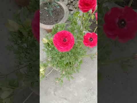 , title : 'growing Persian buttercup flower in pot #viral #garden #gardening #flowers #shorts #short #ytshorts'