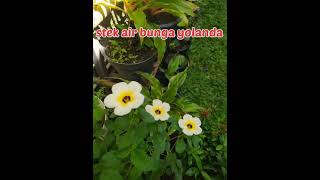Download lagu memperbanyak  bunga yolanda buttercup flowers #shorts  #waterpropagation mp3
