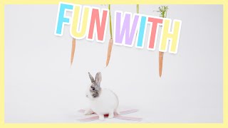 Playing with a cute little bunny & 4 hanging carrots  - Fun with | Furry Friends