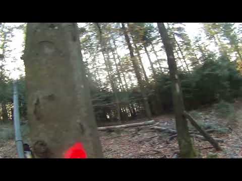 Fast von Sauen überrannt und Überläufer erlegt auf Drückjagd. Remington 7600 , 270 Win , Barnes TSX