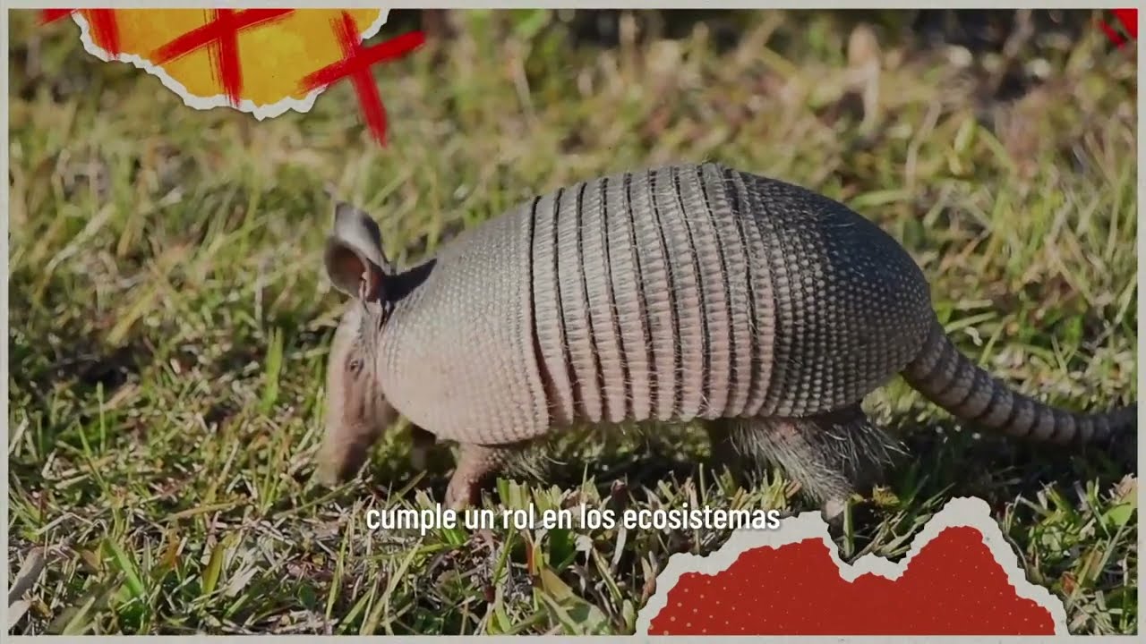 #AltoalTráficodeVidaSilvestre | ¿Sabías que comer carne silvestre puede afectar tu salud?