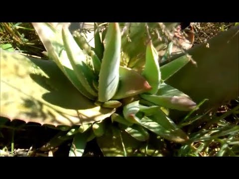 Learn How An Damaged Aloe Vera Can Born Many New Plants With The Help of The CO2/ZNO GANS Water Video