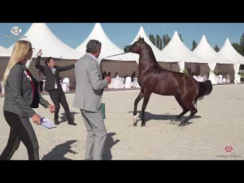 N 56 DASTAN   Prague 2020   Intercup   4 6 Years Old Stallions Class 10