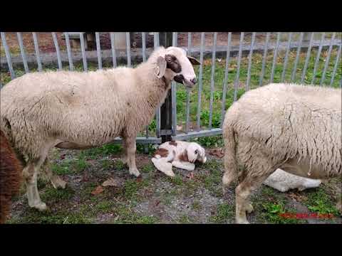 PECORE CON I SUOI AGNELLINI ALLA FIERA DI S. LUCA A DEMONTE (CN)  VALLE STURA. DOM. 9 - 10 - 2022.