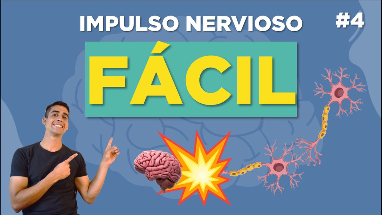 TRANSMISIÓN del IMPULSO NERVIOSO ▶▶💥 y SINAPSIS (explicaCIÓN FÁCIL)