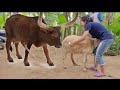Cow Meeting New Style Crossing Video 2021