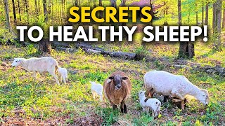 How I Raise Sheep Without Feeding Grain!