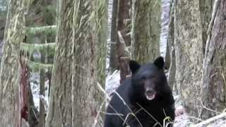 Black Bear charging Hunter