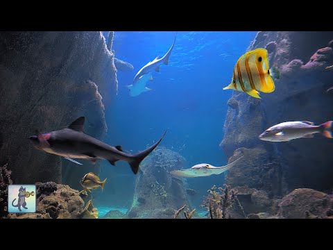 4K Shark Aquarium 🦈 | Calming Music with Sharks, Manta Rays & Colorful Ocean Fish