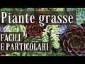 View 20 Piante Succulente Fiorite