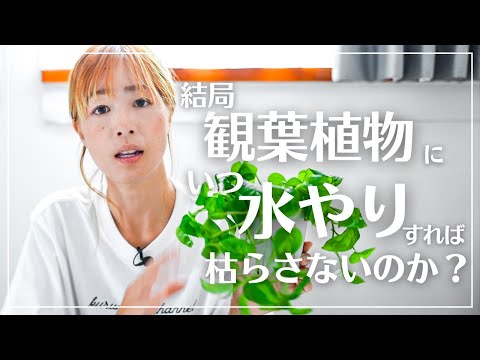 観葉植物の水やり: 水を最適に与える方法 庭の練習