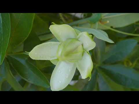 PASSION FRUIT Time Lapse