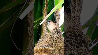 Download lagu Baya Weaver Bird: Insane Animal Behavior Facts and Behaviors to Know #birds #birdnestbuilders mp3 Download lagu Baya Weaver Bird: Insane Animal Behavior Facts and Behaviors to Know #birds #birdnestbuilders mp3