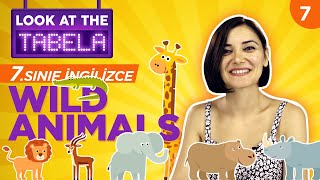 7. Sınıf İngilizce 4. Ünite Konu Anlatımı ve Kelimeleri: Wild Animals | Duygu Şenkayalı #7 (2021)