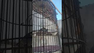 Download lagu pleci cengkok mewah mp3