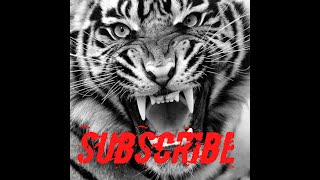 Download lagu Story wa macan putih,kolosebo (kata-kata jawa) mp3
