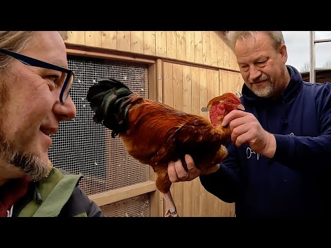 Lebe wohl Crèvecoeur-Zucht (kein Klickbait!): Hühnerrundgang im Februar 2023