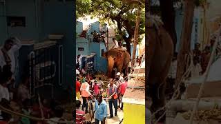 preview picture of video 'Elephant was came in r.s Toranagallu'