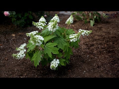 download lagu mp3 mp4 Shooting Star Hydrangea Lowes, download lagu Shooting Star Hydrangea Lowes gratis, unduh video klip Shooting Star Hydrangea Lowes