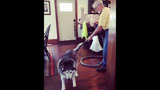 Sunstar gets vacuumed by dad!