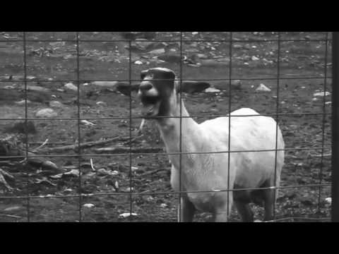 Tard Of The Lost - The Love Of Goat