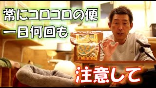 愛犬がコロコロの便をしてたら注意が必要　【ドッグフード】