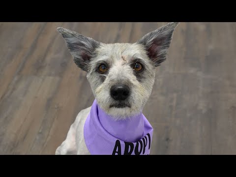 Rescue Potcake Gets a Life-Changing Groom ✂️✨