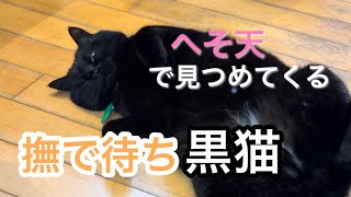 へそ天で撫で待ちするキキが可愛すぎる