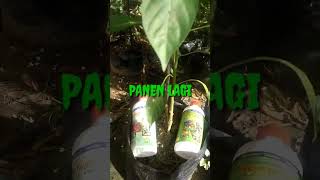 Download lagu Cabai rawit hijau Tumbuh Subur Di Pupuk Nasa mp3 Download lagu Cabai rawit hijau Tumbuh Subur Di Pupuk Nasa mp3