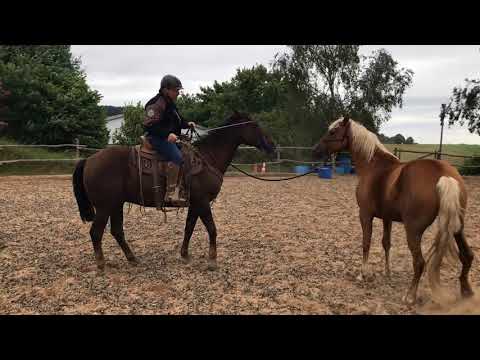 MUSTANG MAKEOVER 2018 Team Ralf (TAG 3879) - Update 2