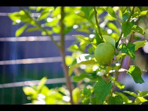 The MOST Effective Way to Prune a Citrus Tree (Lemons, Limes, Oranges, & Grapefruit)