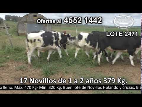 Lote 17 Novillos 1 a 2 años 12 HO,  2 NO,  2 NO c/  HO y 1 NO c/  AA. 379kg -  en Monzón - R57 km 8  a 8 km de Cardona