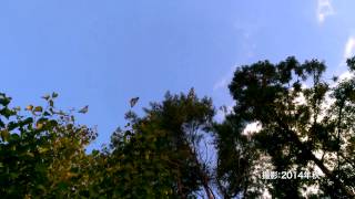 赤城自然園・渡りチョウ『アサギマ ダラ』の飛来 その2：飛行ショー