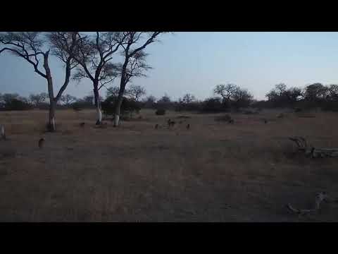 Djuma: Baboons getting ready for the night - 18:02 - 08/24/19